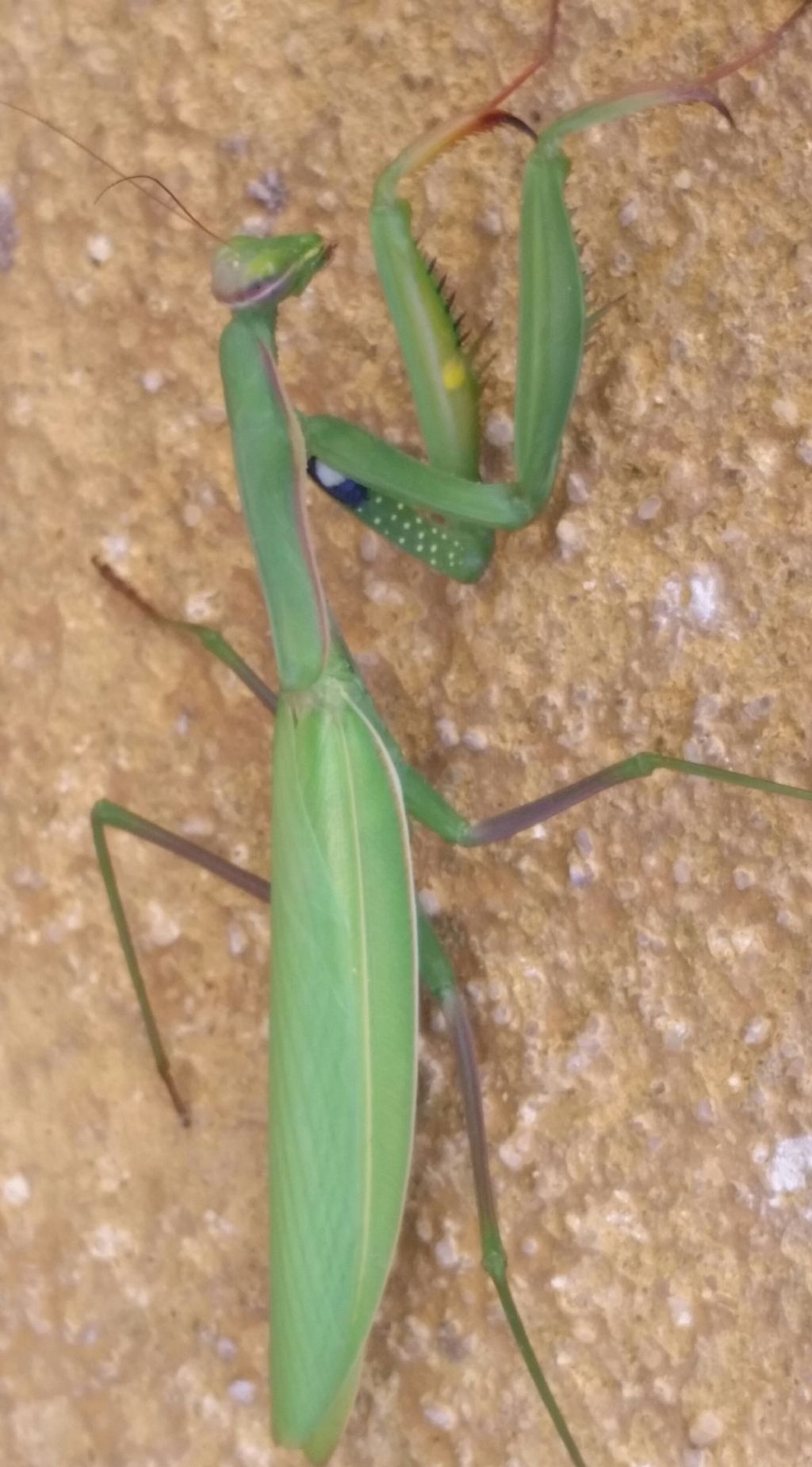 Mantis religiosa?  S !